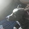 Shuna joined the competition — help win amazing prizes! puppy, dog, black_and_white, fur, pet, car_interior, lap, sunlight, closeup, animal, young_dog, cute, companion, indoors, seat, window_light, whiskers, soft, curious, resting