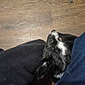 Shuna joined the competition — help win amazing prizes! dog, black_and_white, floor, wooden_floor, jeans, clothing, pet, animal, indoor, cozy, resting, legs, casual, companion, furry, cute, snuggling, relaxing, domestic, home