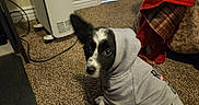 Shuna is registered to the contest to win money with this photo: dog, puppy, hoodie, clothing, carpet, indoor, pet, black_and_white, cute, animal, small_dog, floor, blanket, heater, looking_up, ears, young_dog, cozy, home, curious