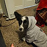 dog, puppy, hoodie, clothing, carpet, indoor, pet, black_and_white, cute, animal, small_dog, floor, blanket, heater, looking_up, ears, young_dog, cozy, home, curious