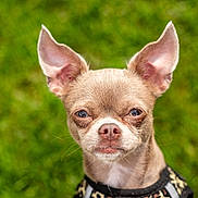Rue is registered to the contest to win money with this photo: dog, chihuahua, pet, animal, close_up, ears, grass, outdoor, fur, muzzle, canine, portrait, small_dog, cute, expression, eyes, wearing_clothes, nature, daylight, background_blur