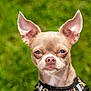 dog, chihuahua, pet, animal, close_up, ears, grass, outdoor, fur, muzzle, canine, portrait, small_dog, cute, expression, eyes, wearing_clothes, nature, daylight, background_blur