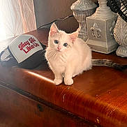 Snowball is registered to the contest to win money with this photo: kitten, cat, animal, pet, blue_eyes, white_fur, wooden_surface, hat, text_on_hat, decorative_object, fan, window_light, indoor, furniture, cute, small, sitting, curious, domestic, household