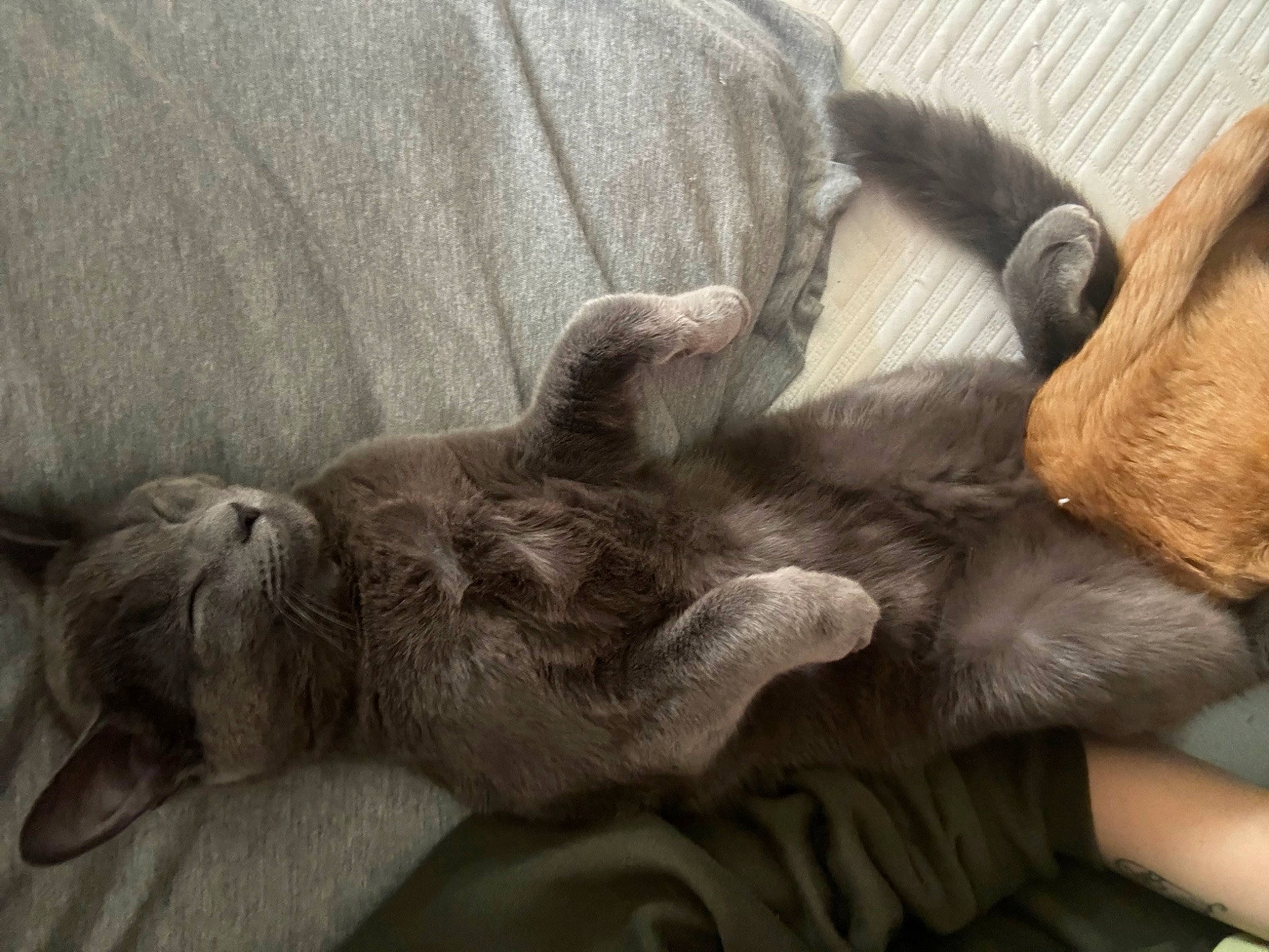 Stitches is registered to the contest to win money with this photo: canidae, carnivore, cat, claw, comfort, companion_dog, dog_breed, domestic_short_haired_cat, ear, felidae, fur, grey, nap, paw, small_to_medium_sized_cats, snout, sporting_group, tail, terrestrial_animal, whiskers