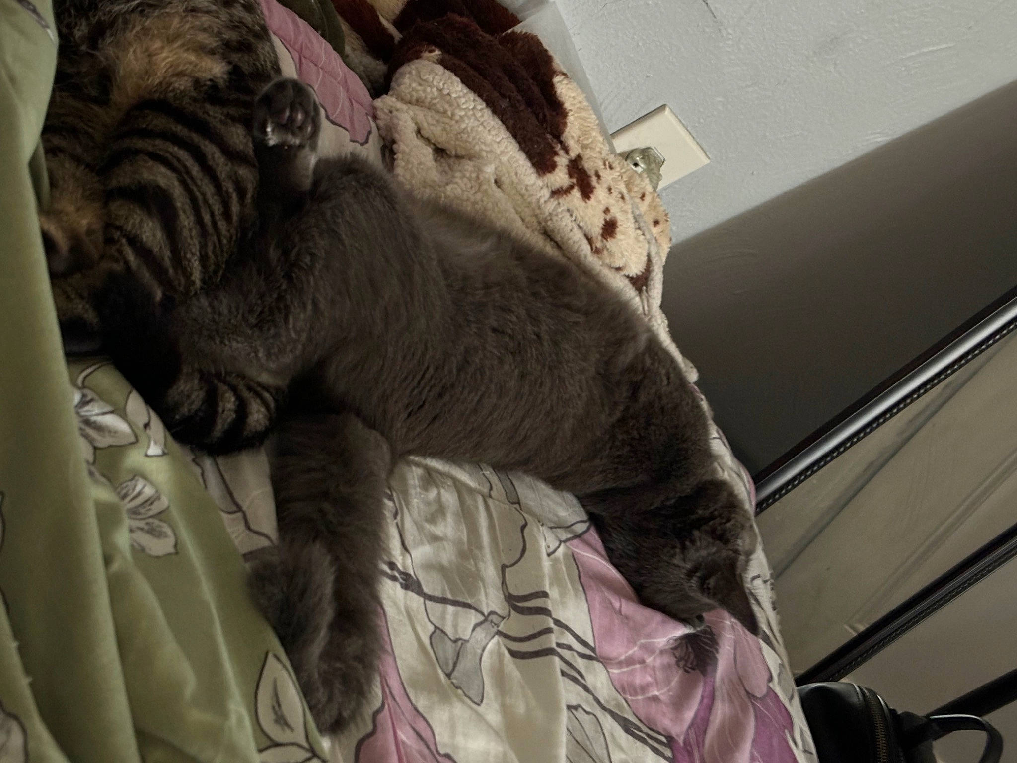 Stitches joined the competition — help win amazing prizes! african_elephant, art, carnivore, comfort, domestic_short_haired_cat, elephant, elephants_and_mammoths, felidae, fur, grey, indian_elephant, linens, sculpture, small_to_medium_sized_cats, snout, tail, terrestrial_animal, whiskers, working_animal, wrinkle