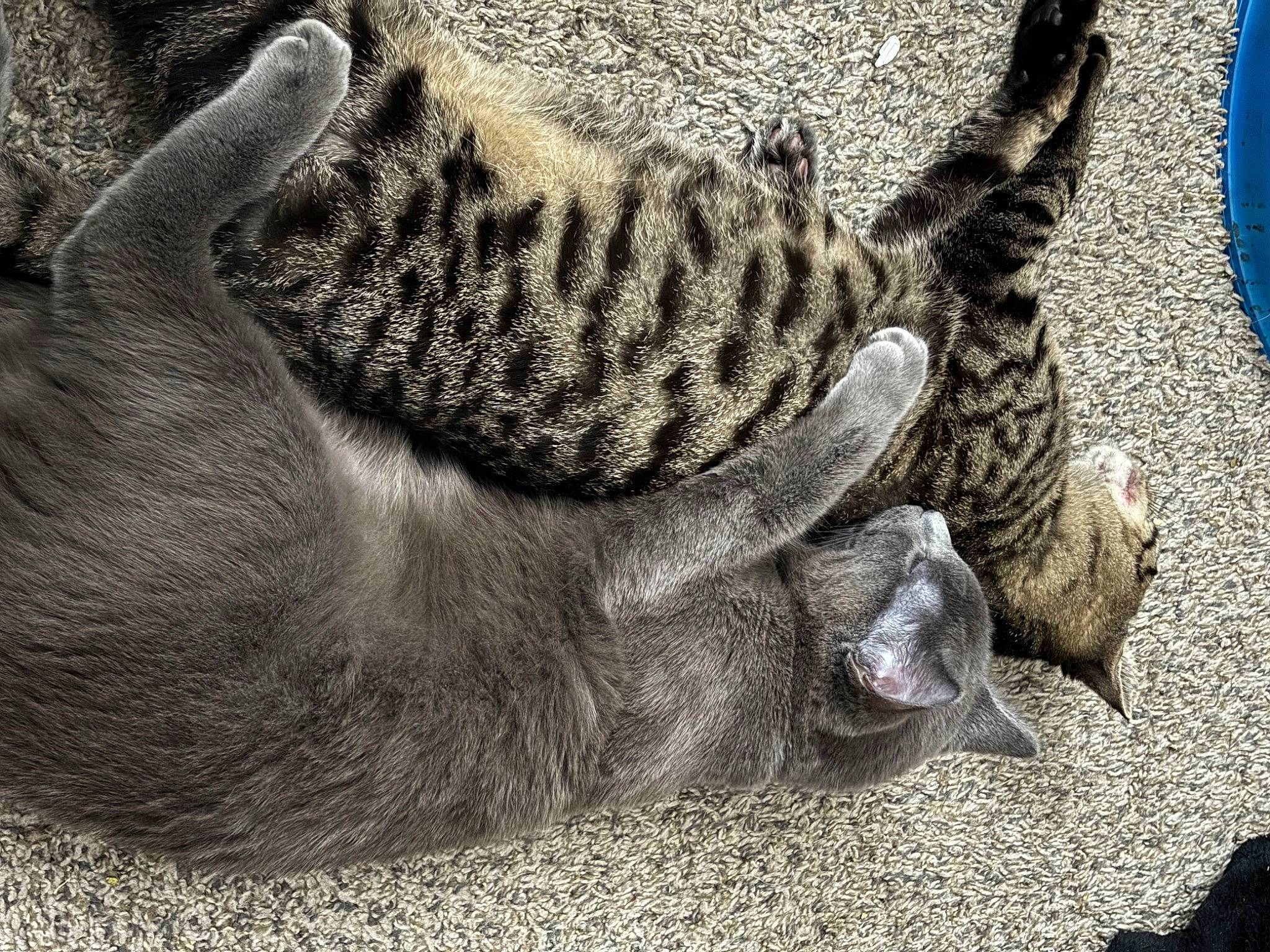 Stitches joined the competition — help win amazing prizes! big_cats, carnivore, cat, claw, comfort, domestic_short_haired_cat, fawn, felidae, foot, fur, grey, nap, paw, small_to_medium_sized_cats, snout, tail, terrestrial_animal, trunk, whiskers, wood