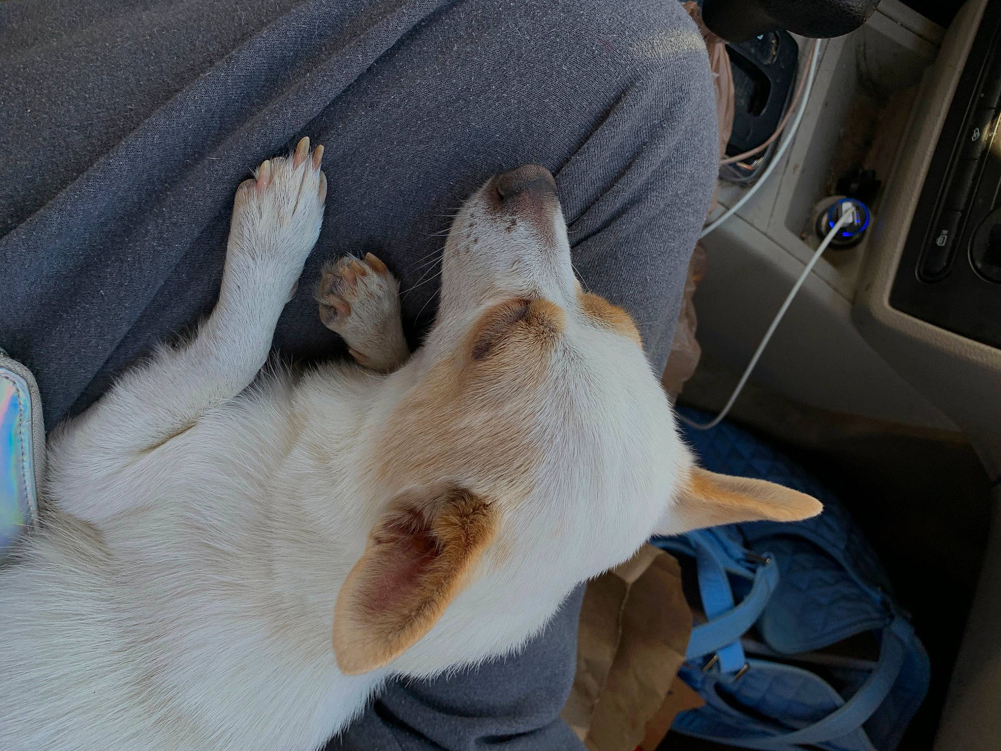 Lola is registered to the contest to win money with this photo: auto_part, canidae, car_seat, carnivore, comfort, companion_dog, dog_breed, family_car, fawn, felidae, fur, gesture, paw, small_to_medium_sized_cats, snout, sporting_group, steering_wheel, tail, vehicle_door, whiskers