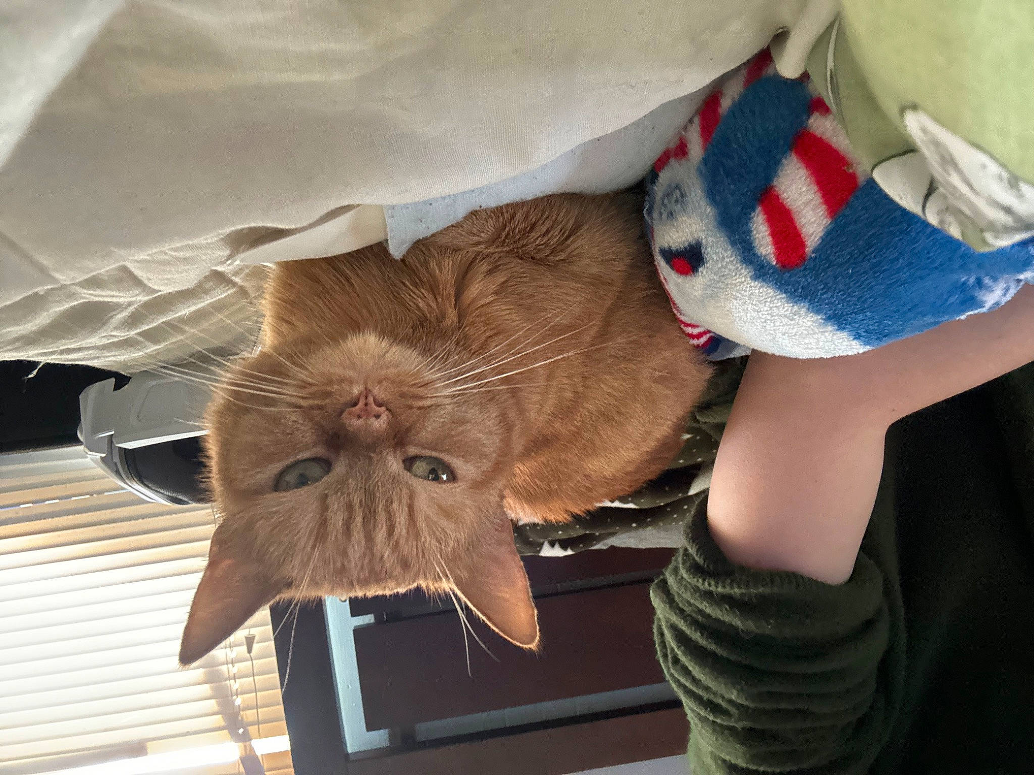 Lune Bug joined the competition — help win amazing prizes! bat, ceiling, costume_hat, fashion_accessory, fawn, felidae, fur, hat, headgear, linens, pattern, room, shade, sleeve, tints_and_shades, tree, wing, wood