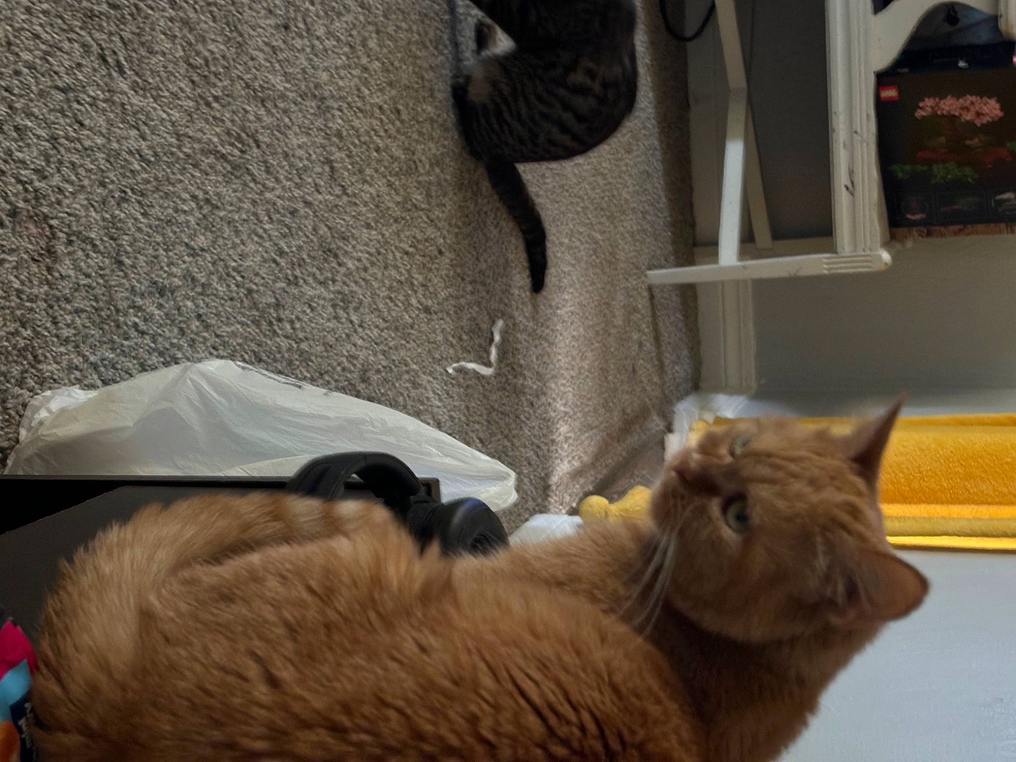 Lune Bug joined the competition — help win amazing prizes! carnivore, cat, cat_supply, claw, comfort, domestic_short_haired_cat, fawn, felidae, flooring, fur, nap, paw, picture_frame, small_to_medium_sized_cats, tail, terrestrial_animal, whiskers, wood, working_animal