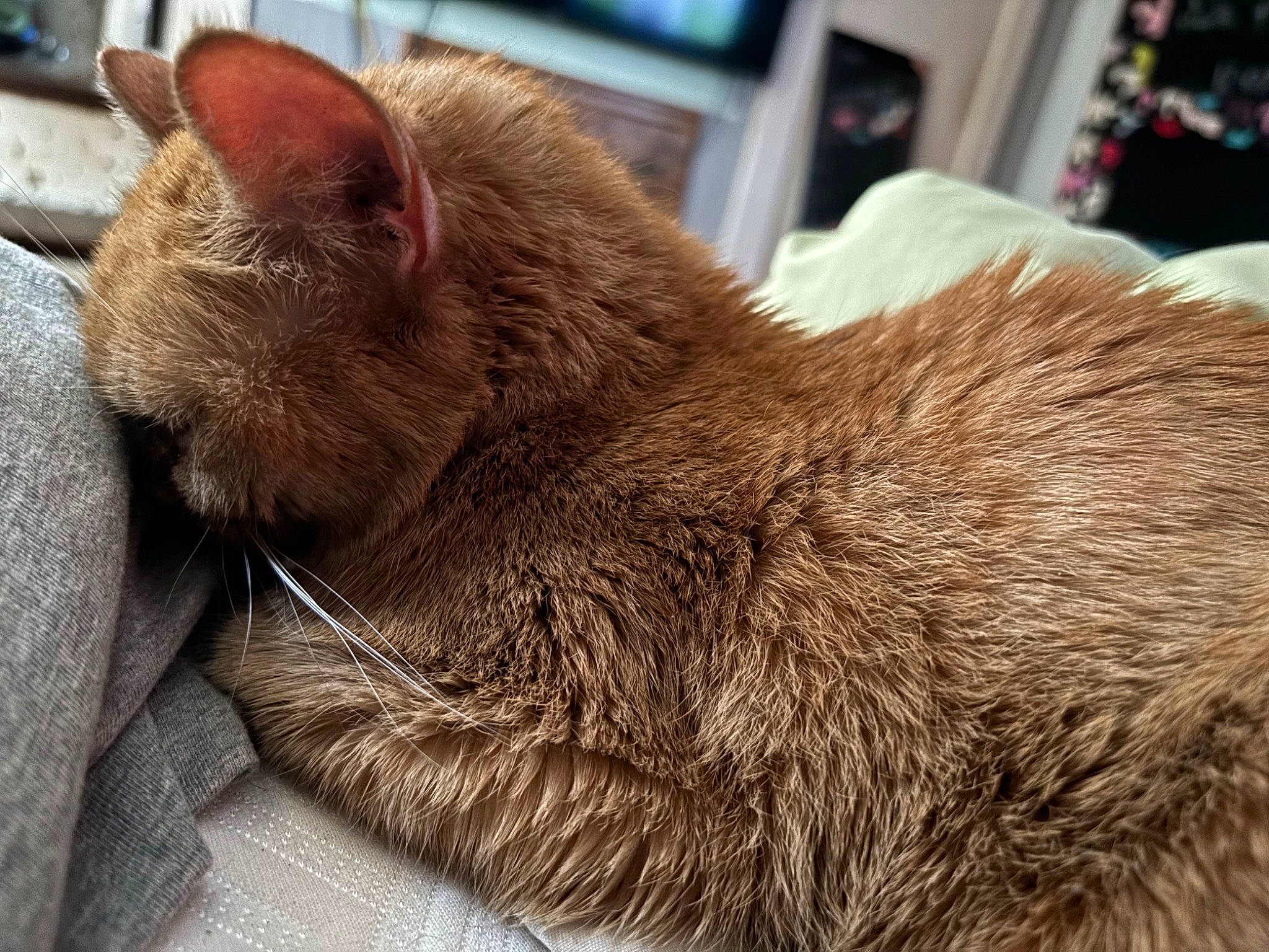 Lune Bug joined the competition — help win amazing prizes! carnivore, cat, claw, close_up, comfort, domestic_short_haired_cat, felidae, fur, nap, paw, sitting, sleep, small_to_medium_sized_cats, snout, tail, terrestrial_animal, whiskers