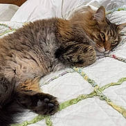 Juliette joined the competition — help win amazing prizes! cat, tabby_cat, fluffy_fur, pet, sleepy, cozy, quilt, bed, indoor, relaxed, paw, feline, animal, resting, cute, whiskers, ears, fur, domestic_cat, closeup