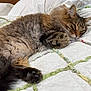 cat, tabby_cat, fluffy_fur, pet, sleepy, cozy, quilt, bed, indoor, relaxed, paw, feline, animal, resting, cute, whiskers, ears, fur, domestic_cat, closeup