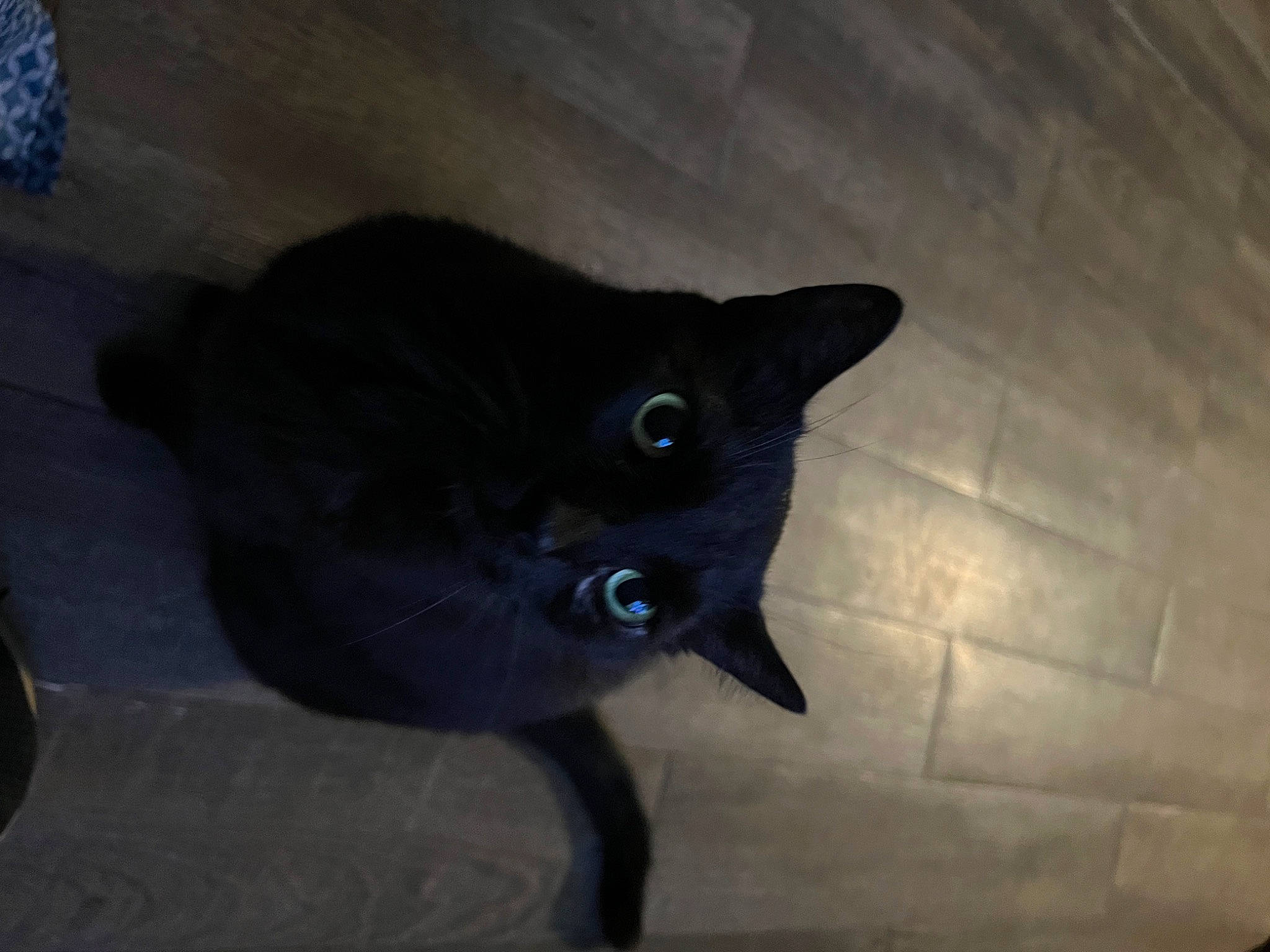 Midnight is registered to the contest to win money with this photo: black_cat, carnivore, cat, darkness, domestic_short_haired_cat, ear, electric_blue, felidae, fur, grey, iris, small_to_medium_sized_cats, snout, tail, tints_and_shades, whiskers