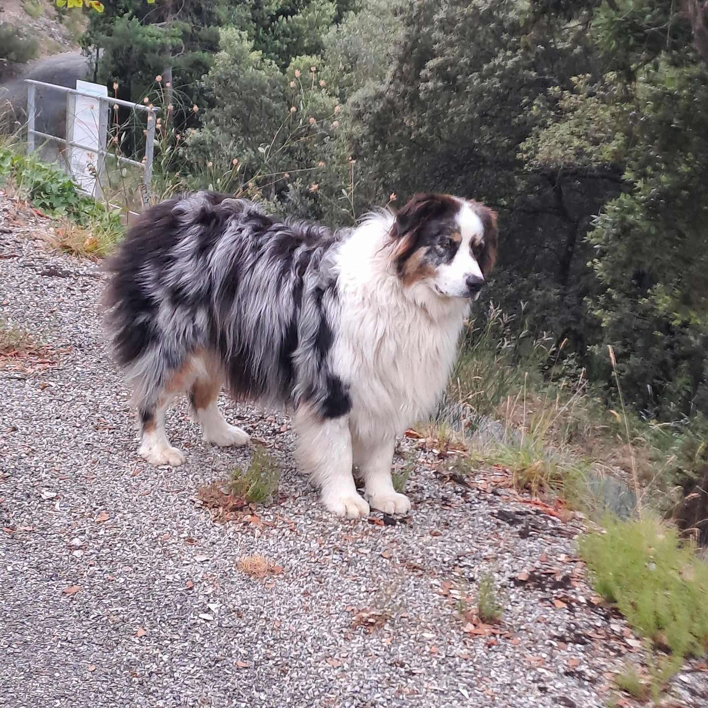 Ruby a rejoint le concours — aidez-le/la à gagner de superbes lots ! animal, canine, collie, dog, grass, gravel, land, nature, outdoors, path, pet, plant, road, rock, slate, soil, tree, vegetation, walkway, woodland