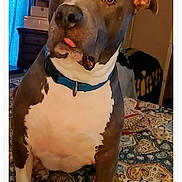 Tiger joined the competition — help win amazing prizes! dog, pit_bull, blue_collar, indoor, bed, patterned_bedspread, curious, tongue_out, pet, animal, furniture, room, curtain, brown_and_white, domestic, canine, companion, cute, sitting, portrait
