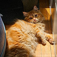 Sapphie is registered to the contest to win money with this photo: cat, orange_cat, fluffy, pet, animal, indoor, wooden_floor, sunlight, relaxing, cute, feline, whiskers, paws, fur, curious, laying_down, closeup, domestic_cat, cozy, bright