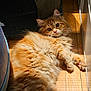 cat, orange_cat, fluffy, pet, animal, indoor, wooden_floor, sunlight, relaxing, cute, feline, whiskers, paws, fur, curious, laying_down, closeup, domestic_cat, cozy, bright