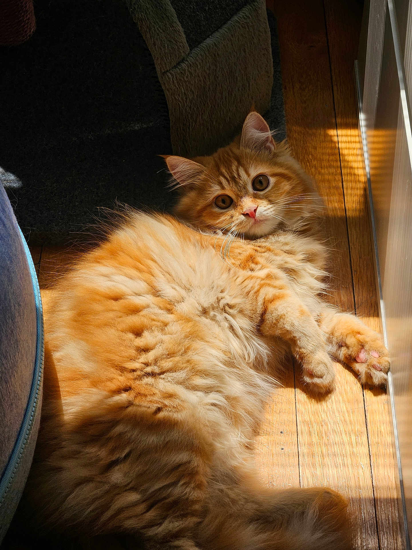 Sapphie is registered to the contest to win money with this photo: cat, orange_cat, fluffy, pet, animal, indoor, wooden_floor, sunlight, relaxing, cute, feline, whiskers, paws, fur, curious, laying_down, closeup, domestic_cat, cozy, bright