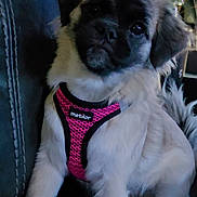 Riley is registered to the contest to win money with this photo: dog, puppy, pet, harness, pink, couch, indoor, furniture, lamp, decor, cute, animal, sitting, fur, black_face, white_fur, small_dog, looking, canine, domestic_animal
