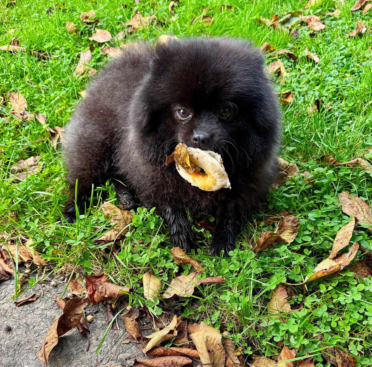 Gugus a rejoint le concours — aidez-le/la à gagner de superbes lots ! animal, black_dog, bread, canine, closeup, curious, cute, daylight, dog, fall, fluffy, grass, leaves, mammal, nature, outdoor, pastry, pet, sitting, wet_fur