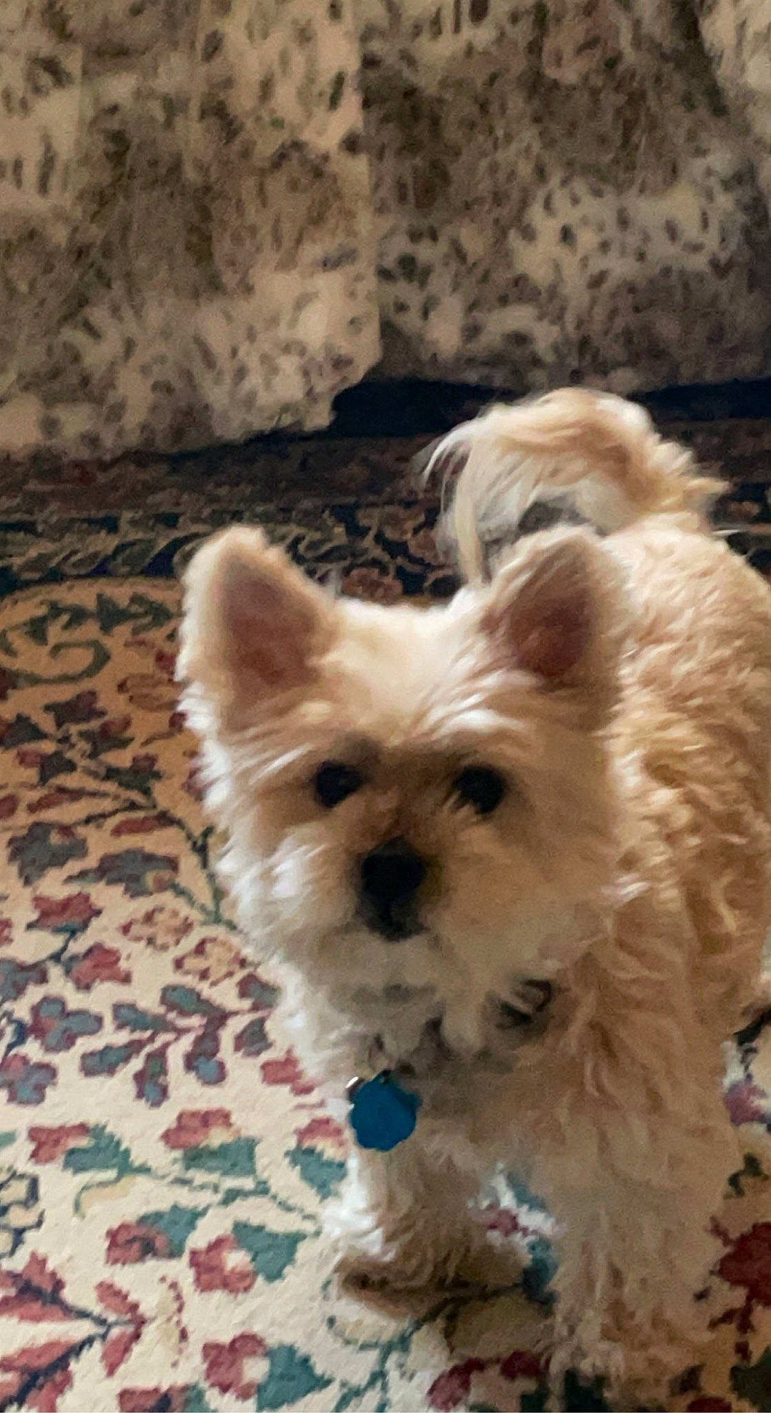 Abby is registered to the contest to win money with this photo: biewer_terrier, canidae, carnivore, companion_dog, dog, dog_breed, dog_supply, fawn, fur, maltepoo, small_terrier, snout, sporting_group, terrestrial_animal, terrier, toy_dog, whiskers, working_animal, yorkipoo, yorkshire_terrier