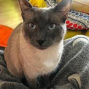 Jupiter participe au concours pour gagner de l'argent avec cette photo : cat, siamese_cat, blue_eyes, pet, animal, indoor, blanket, cushion, furniture, home, cozy, soft_texture, yellow_cushion, patterned_cushion, floor, wooden_floor, closeup, portrait, sitting, domestic_animal