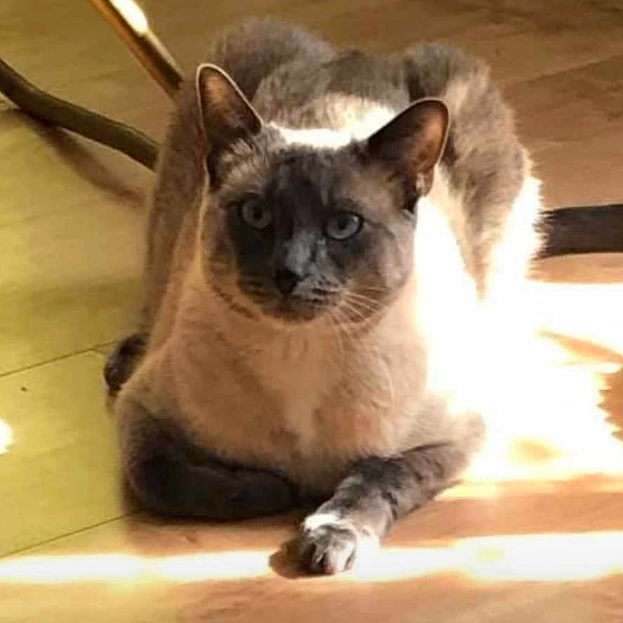 Jupiter participe au concours pour gagner de l'argent avec cette photo : animal, cat, curious, domestic_animal, ears, feline, fur, home, indoor, natural_light, paws, pet, quiet, relaxed, resting, shadow, siamese_cat, sunlight, whiskers, wooden_floor
