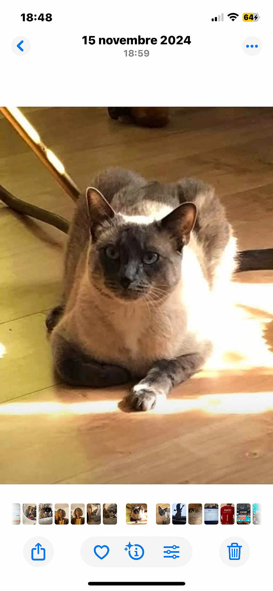 Jupiter participe au concours pour gagner de l'argent avec cette photo : cat, siamese_cat, animal, pet, indoor, wooden_floor, sunlight, shadow, relaxed, feline, whiskers, ears, paws, fur, domestic_animal, resting, home, natural_light, curious, quiet