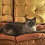 Jupiter participe au concours pour gagner de l'argent avec cette photo : cat, gray_cat, couch, furniture, indoor, pet, relaxed, tufted_cushion, plush, domestic_animal, feline, resting, cozy, living_room, fur, whiskers, ears, tail, comfort, home