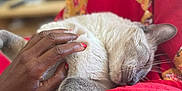 Jupiter a rejoint le concours — aidez-le/la à gagner de superbes lots ! cat, sleeping, hand, scratching, feline, comfort, closeup, nap, fur, domestic_animal, relaxation, red_fabric, patterned_cloth, paw, whiskers, pet, indoor, resting, warm, cozy