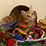 Simba joined the competition — help win amazing prizes! cat, orange_tabby, basket, plush_toys, toys, indoor, carpet, curious, pet, feline, stuffed_food, colorful, playful, cute, animal, domestic_cat, whiskers, ears, tail, closeup