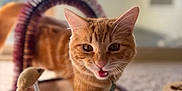Simba is registered to the contest to win money with this photo: cat, orange_tabby, pet, indoor, carpet, toy_mouse, scratching_post, playful, feline, closeup, walking, collar, curious, whiskers, ears, mouth_open, natural_light, home, floor, animal