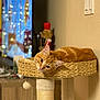 Simba is registered to the contest to win money with this photo: cat, orange_tabby, cat_perch, woven_basket, indoor, holiday_lights, nutcracker, furniture, relaxed, pet, cozy, wall, light_switch, decor, feline, cute, looking_at_camera, soft_lighting, home, animal