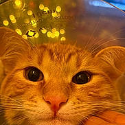 Simba is registered to the contest to win money with this photo: cat, orange_tabby, close_up, cone, protective_collar, whiskers, pink_nose, hand, bokeh, lights, indoor, pet, animal, fur, face, cute, eyes, soft_lighting, background_blur, domestic