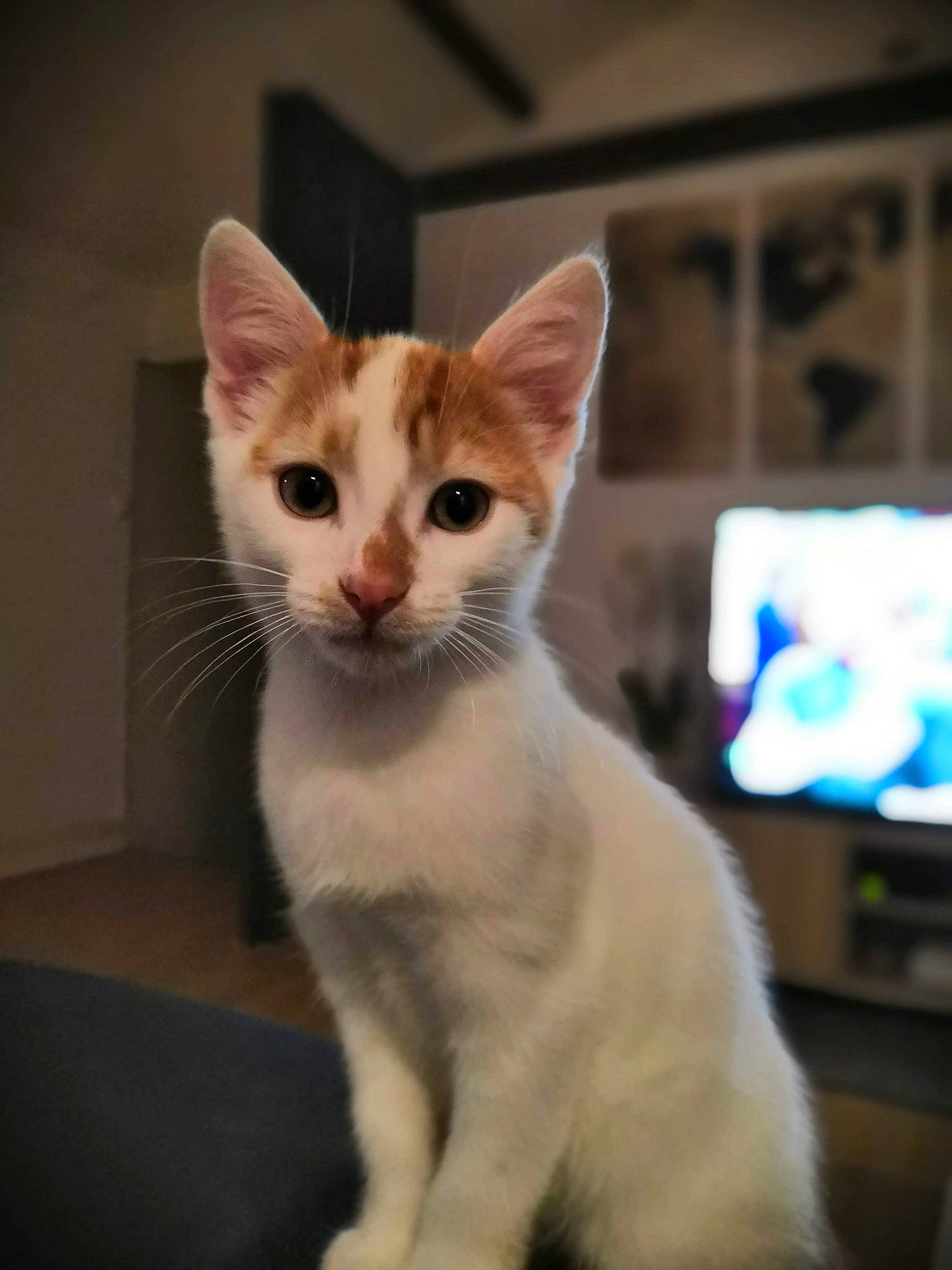 Niffleur participe au concours pour gagner de l'argent avec cette photo : aegean_cat, american_wirehair, arabian_mau, asian, burmilla, carnivore, cat, domestic_short_haired_cat, ear, european_shorthair, felidae, javanese, kitten, mammal, ojos_azules, small_to_medium_sized_cats, turkish_angora, turkish_van, vertebrate, whiskers