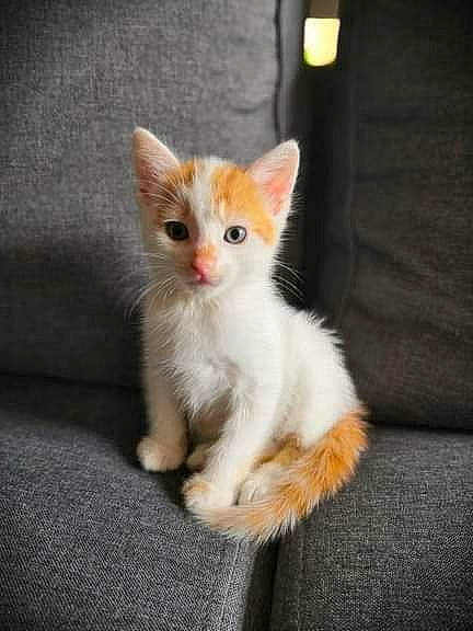 Niffleur a rejoint le concours — aidez-le/la à gagner de superbes lots ! aegean_cat, american_wirehair, carnivore, cat, domestic_short_haired_cat, european_shorthair, fawn, felidae, german_rex, kitten, mammal, ojos_azules, polydactyl_cat, skin, small_to_medium_sized_cats, tail, turkish_angora, turkish_van, vertebrate, whiskers