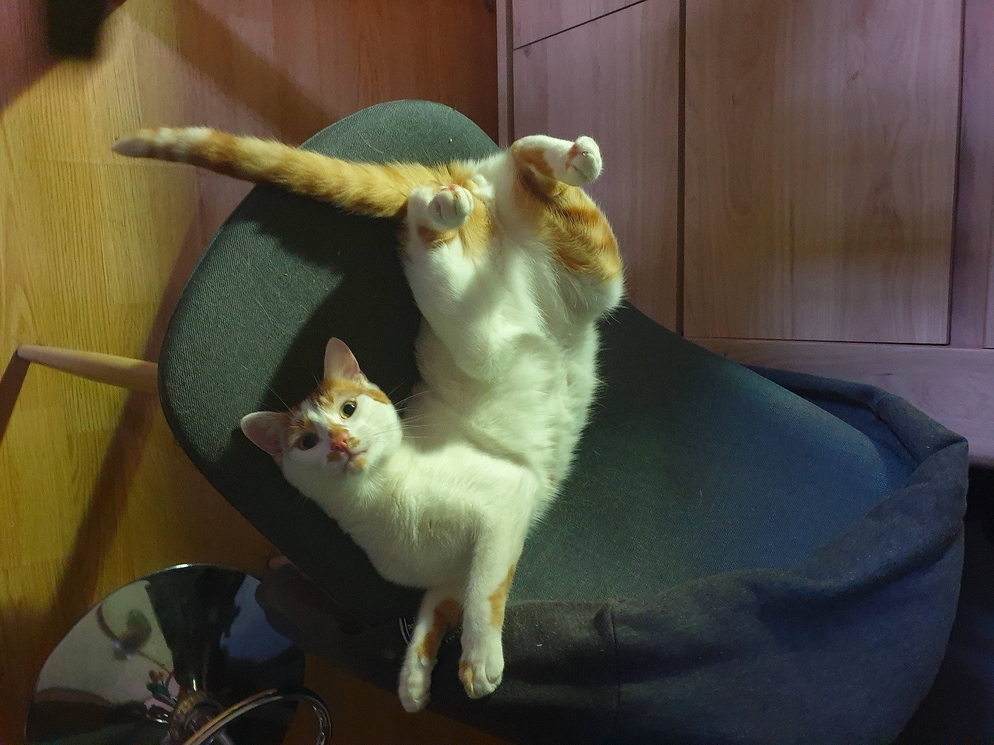 Niffleur participe au concours pour gagner de l'argent avec cette photo : carnivore, cat, claw, comfort, domestic_short_haired_cat, felidae, fur, paw, small_to_medium_sized_cats, tail, vertebrate, whiskers