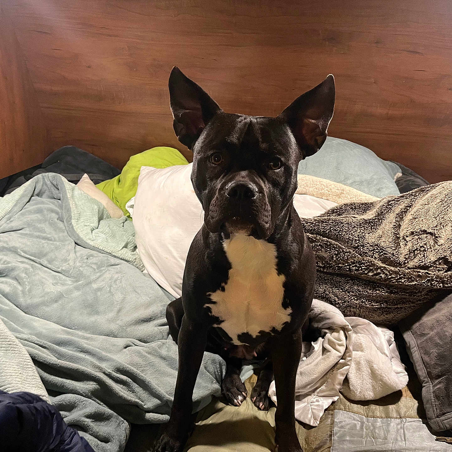 Lulu is registered to the contest to win money with this photo: animal, baby, bed, bedroom, blanket, bostonbull, bulldog, canine, cushion, dog, frenchbulldog, furniture, homedecor, indoors, interiordesign, person, pet, pitbull, puppy, room