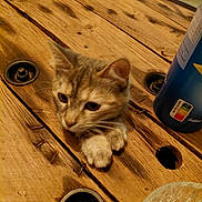 Chanel a rejoint le concours — aidez-le/la à gagner de superbes lots ! brown_tone, can, cat, close_up, curious, glass, hole, indoor, kitten, metal_bolt, nails, paw, pet, playful, rustic, screw, tabletop, whiskers, wood_grain, wooden_table