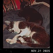 Mochi a rejoint le concours — aidez-le/la à gagner de superbes lots ! animal, black_cat, blanket, cat, cozy, cute, domestic, feline, furry, indoor, patterned_couch, pet, relaxing, resting, sleeping, text_overlay, timestamp, two_cats, vintage_filter, white_cat