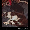 animal, black_cat, blanket, cat, cozy, cute, domestic, feline, furry, indoor, patterned_couch, pet, relaxing, resting, sleeping, text_overlay, timestamp, two_cats, vintage_filter, white_cat
