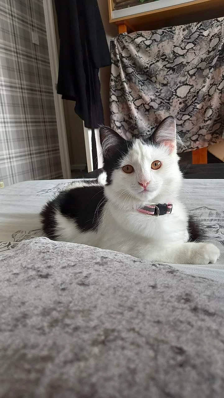 Lillie joined the competition — help win amazing prizes! carnivore, cat, curtain, domestic_short_haired_cat, door, felidae, flooring, formal_wear, fur, grey, linens, paw, sitting, small_to_medium_sized_cats, snout, tail, vertebrate, whiskers, window, window_treatment