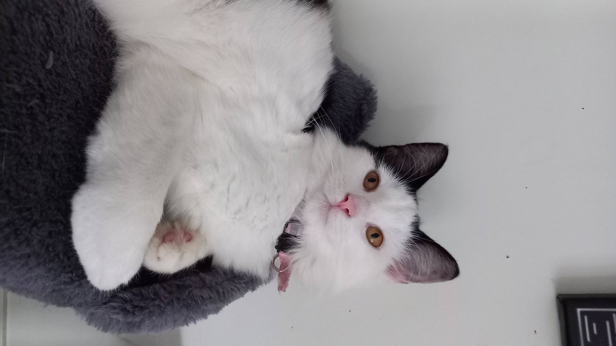 Lilliemoo joined the competition — help win amazing prizes! carnivore, cat, claw, comfort, domestic_short_haired_cat, ear, eyelash, fang, felidae, fur, iris, jaw, paw, small_to_medium_sized_cats, snout, tail, whiskers