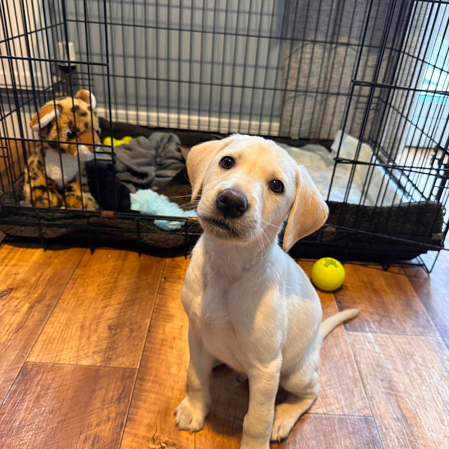 Milo joined the competition — help win amazing prizes! animal, ball, canine, den, dog, doghouse, goldenretriever, hardwood, hound, indoors, kennel, labradorretriever, pet, plywood, puppy, sphere, sport, tennis, tennisball, wood