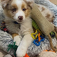 Sparrow participe au concours pour gagner de l'argent avec cette photo : puppy, dog, bed, toy, chew_toy, cute, fluffy, pet, animal, indoor, floor, collar, fur, playful, relaxed, pink, orange, green, beige, cozy