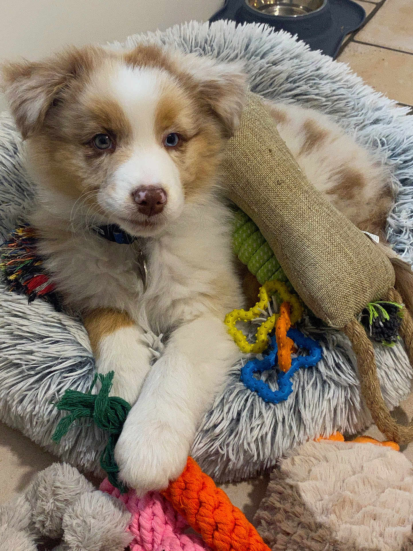Sparrow participe au concours pour gagner de l'argent avec cette photo : puppy, dog, bed, toy, chew_toy, cute, fluffy, pet, animal, indoor, floor, collar, fur, playful, relaxed, pink, orange, green, beige, cozy