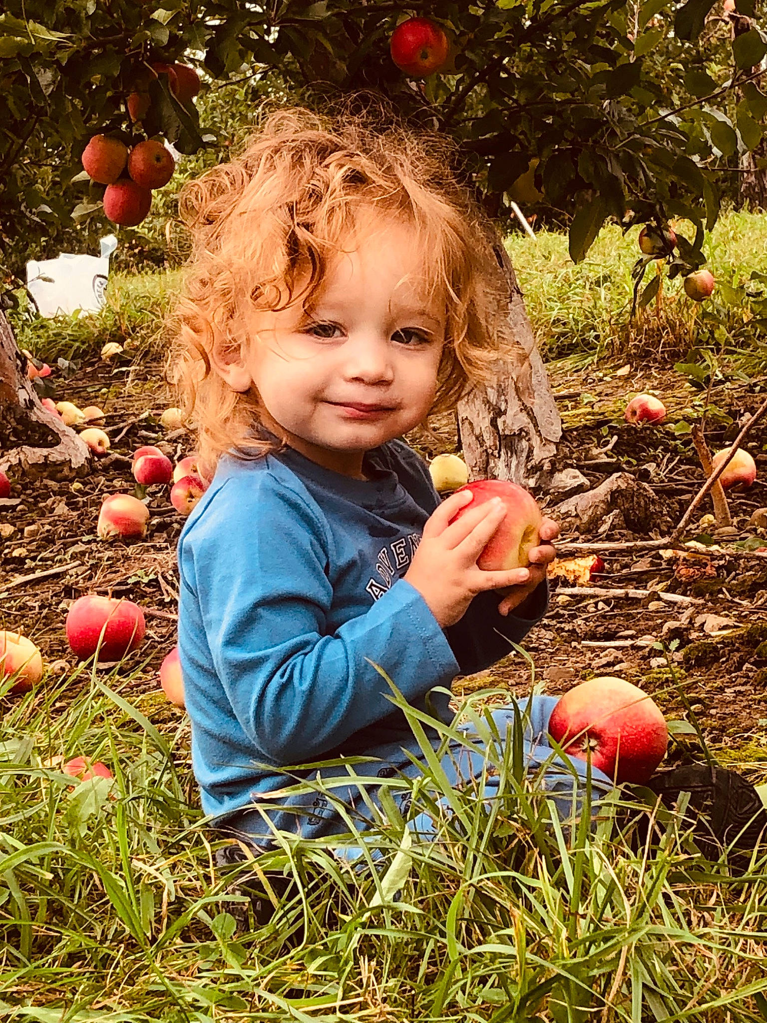 Ezra is registered to the contest to win money with this photo: apple, baby_toddler_clothing, ball, child, fruit, fun, grass, happy, holiday, joy, natural_foods, people_in_nature, person, plant, pumpkin, smile, toddler, tree, vegetable, winter_squash
