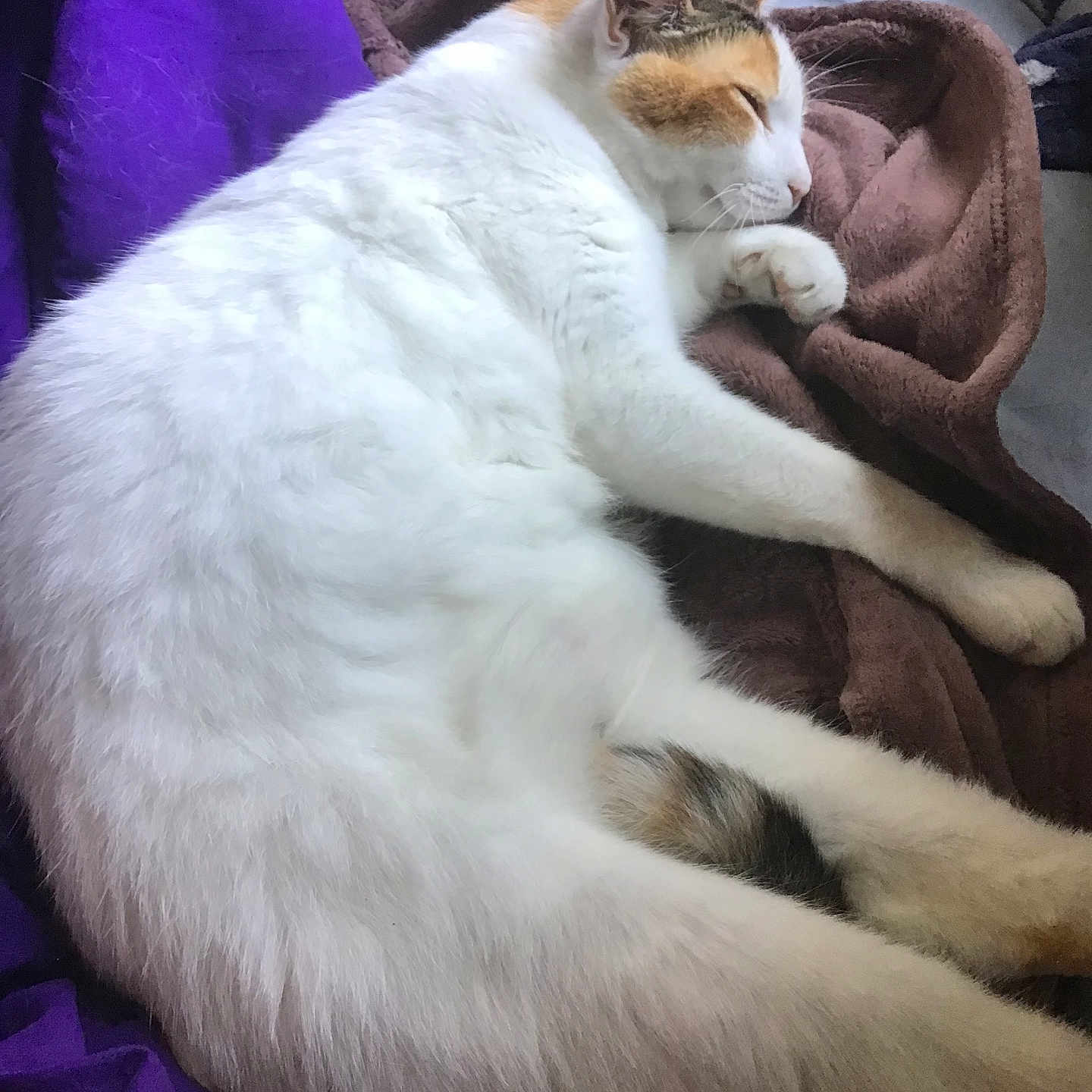 Lulu joined the competition — help win amazing prizes! animal, blanket, brown, calico, cat, cozy, cute, domestic, feline, fur, indoor, nap, paw, pet, purple, relaxed, resting, sleeping, soft, whiskers