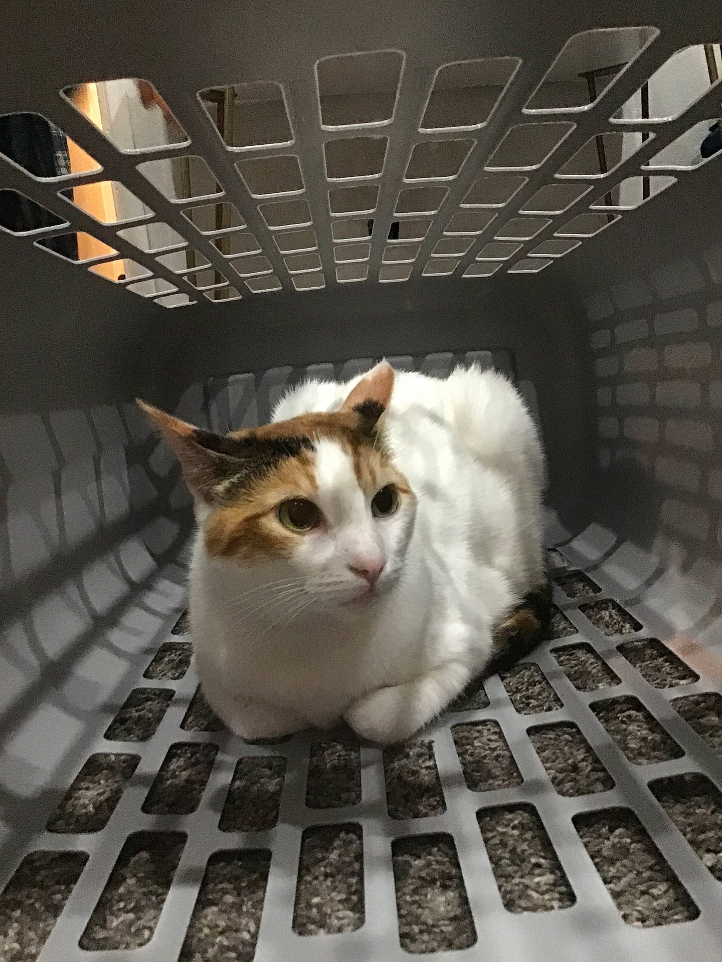 Lulu joined the competition — help win amazing prizes! animal, black, calico_cat, cat, cozy, curious, cute, domestic_animal, feline, floor, grid, indoor, laundry_basket, orange, pet, quiet, resting, shadow, still, white