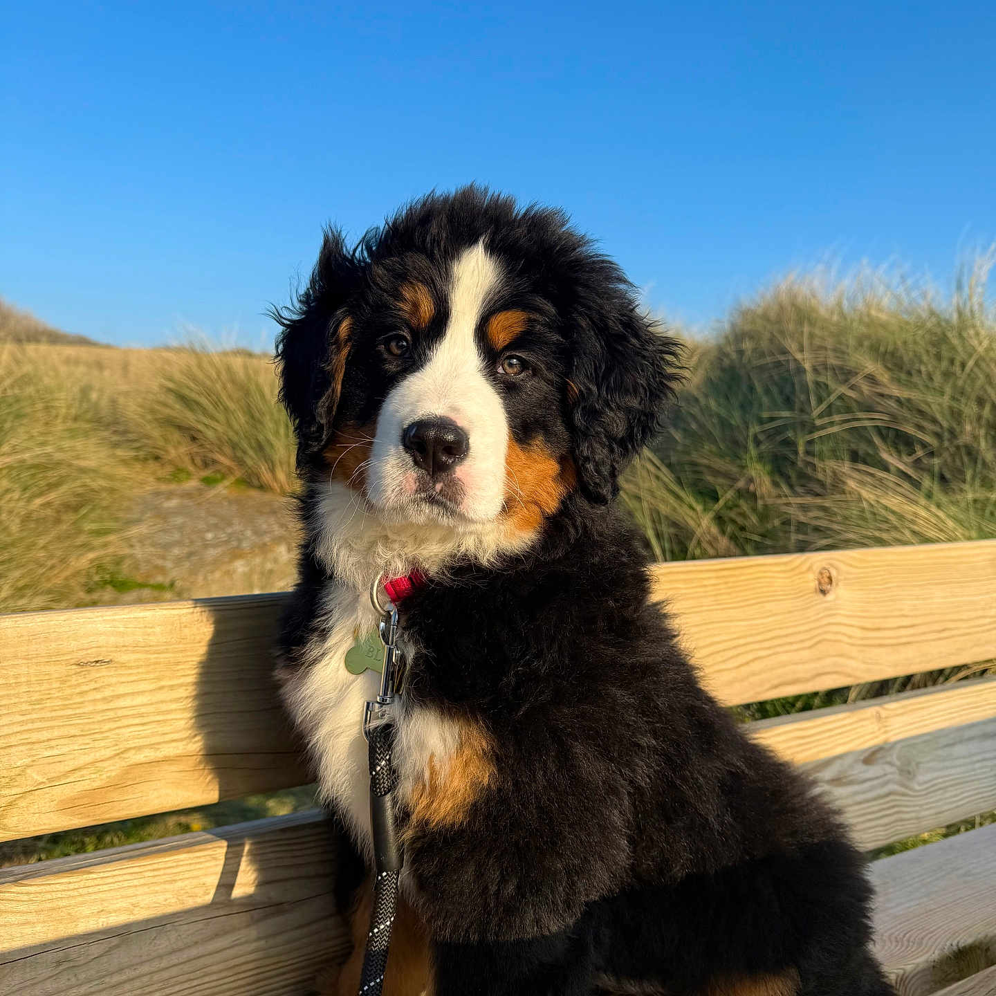 Blue a rejoint le concours — aidez-le/la à gagner de superbes lots ! dog, puppy, bernese_mountain_dog, bench, outdoor, sunlight, grass, blue_sky, leash, fur, animal, pet, nature, cute, sitting, portrait, daylight, young_dog, wood, peaceful